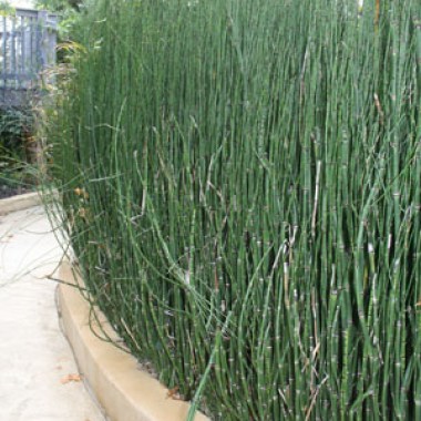 equisetum_horsetail2300