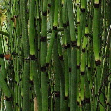equisetum_hyemale2
