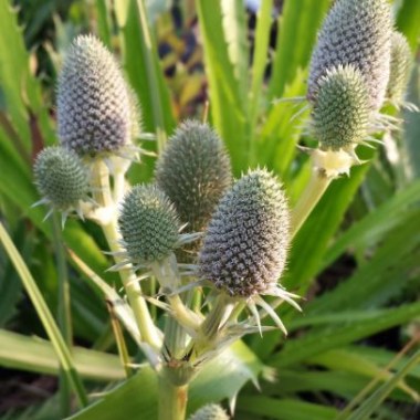 eryngium-agavifolium