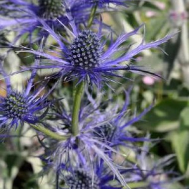 eryngium-big-blue11