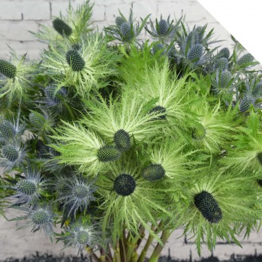 eryngium-varieties-post2-10818