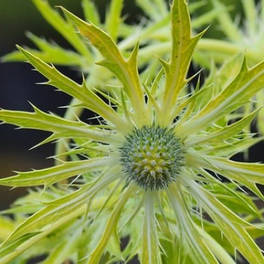 eryngium_neptunes_gold_5824