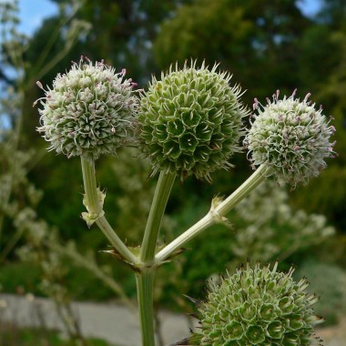eryngium_paniculatum_3