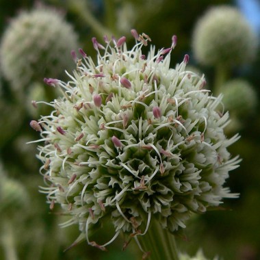 eryngium_paniculatum_4