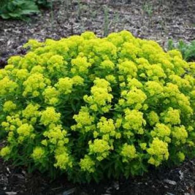 euphorbia-palustris-01