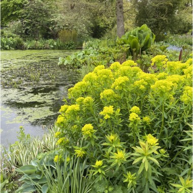 euphorbia-palustris-walenburgs-glorie-20-5-21_3140e7e65b