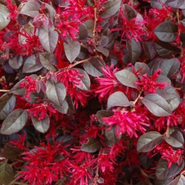 ever-red-03_lg4