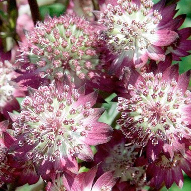 flsast30981_3
