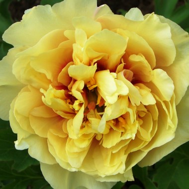 garden-trezhe