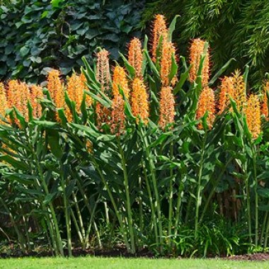 gedihium1