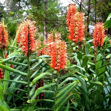 gedihiumaurantiacum1-500x500