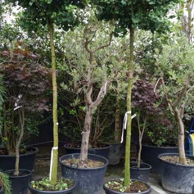 ginkgo-biloba-mariken8