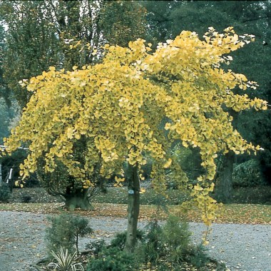ginkgo-biloba-pendula