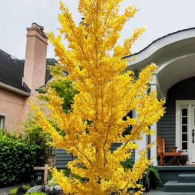 ginkgo-biloba-princeton-sentry