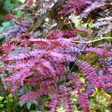 gleditsia-rubylace1-min