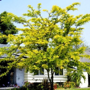 gleditsia-triacanthos-var.-inermis-sunburst-min