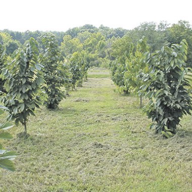 go-gm-cl-mr-48-2-grower-guideli1nes-august-2