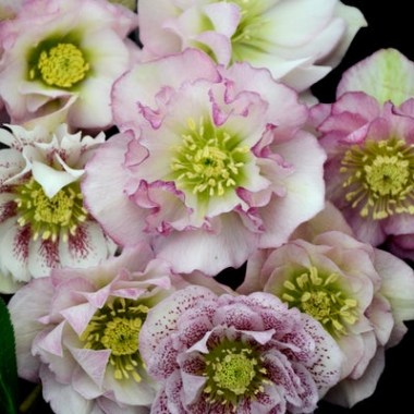 helleborus-hybridus-flower-girl.i-13354.s-65406.r-1_400x.progressive