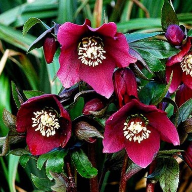 helleborus-pretty-ellen-red