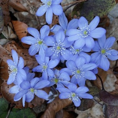 hepatica-1288212_960_720