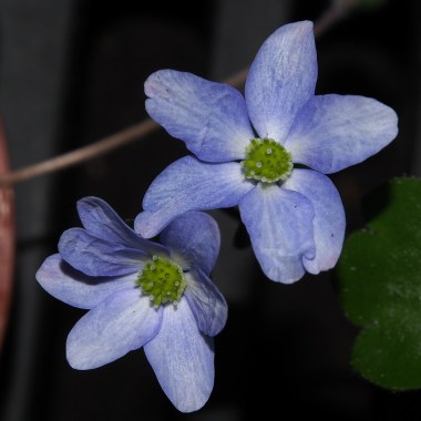 hepatica-x-media-svantje-jp