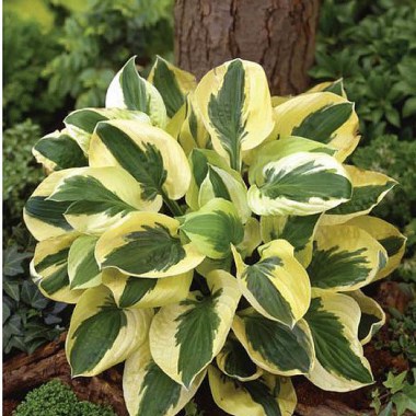hosta-brim-cup_4