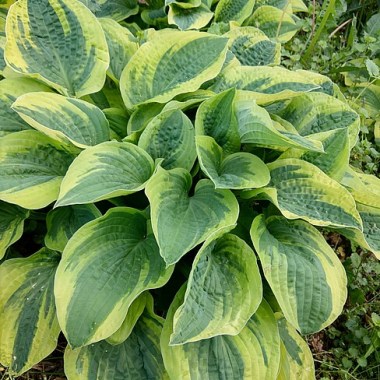 hosta-wide-brim_3
