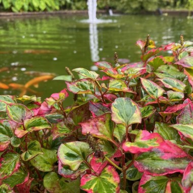 houttuynia-cordata-chameleon-