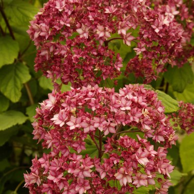 hydrangea-arb.-bella-anna-