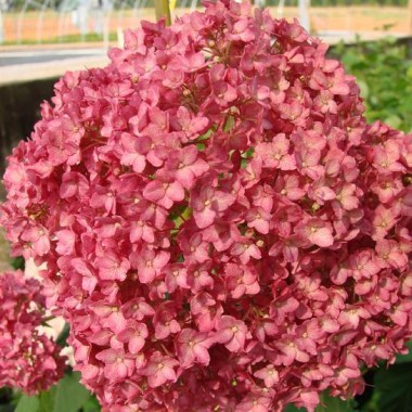 hydrangea-arborescence-«bella-anna»-gortenziya-drevovidnaya-«bella-anna»