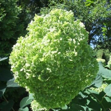 hydrangea-arborescens-lime-rickey3559f874894edb_720x600