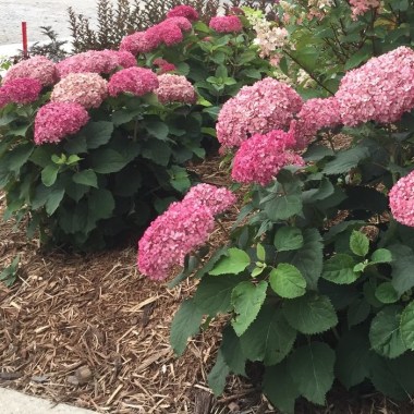 hydrangea-invincibelle-mini-mauvette-7_1024x