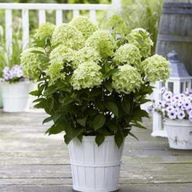 hydrangea-paniculata-whitelight-02
