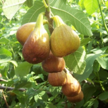 id10307-inzhir-sazhentsy-592x480-0