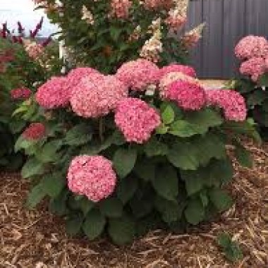 images16