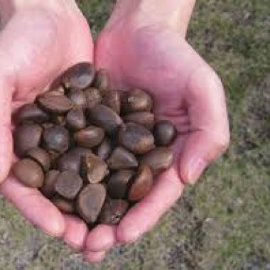 images1