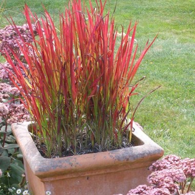imperata-cylindryczna-red-baron-3