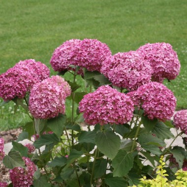 invincibelle_improved_annabelle_hydrangea