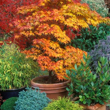 japanese-maple-container-terra-cotta-garden-design_11943