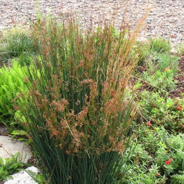 juncus-patens-copy