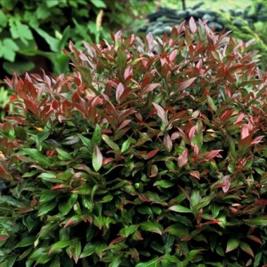 leucothoe-zeblid-leucothoe-128_128_2972_b