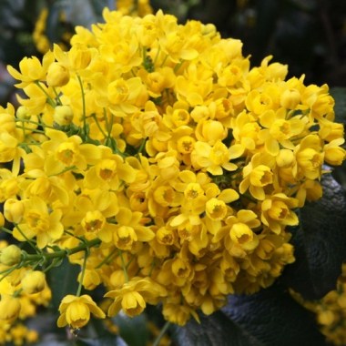 mahonia_aq_smaragd1_big
