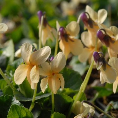 mr_111028_viola_sulphurea_vanilla