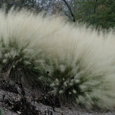 muhlenbergia-capillaris-white-cloud.i-6240.s-66370.r-1_1024x1024