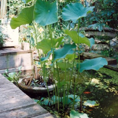 nelumbo-nucifera-sacred-lotus-egyptian-lotus-w300