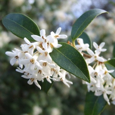 osmanthus-burkwoodii-hedging-p76-4332_zoom