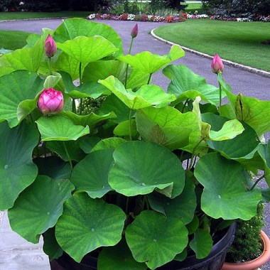p2041170mblotus