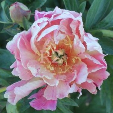 paeonia-plum-flash_resultaat