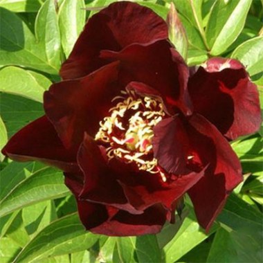 paeonia-simply-red-1