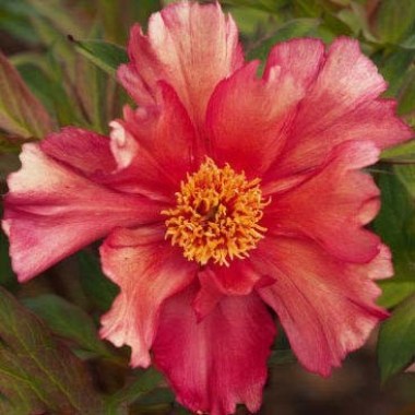 paeonia-sonoma-kaleidoscope-3